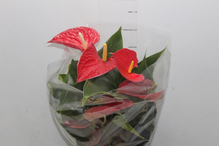 <h4>ANTHURIUM MICHIGAN P17 PREMIUM</h4>