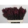 Leucadendron Saf Sunset Dark R.