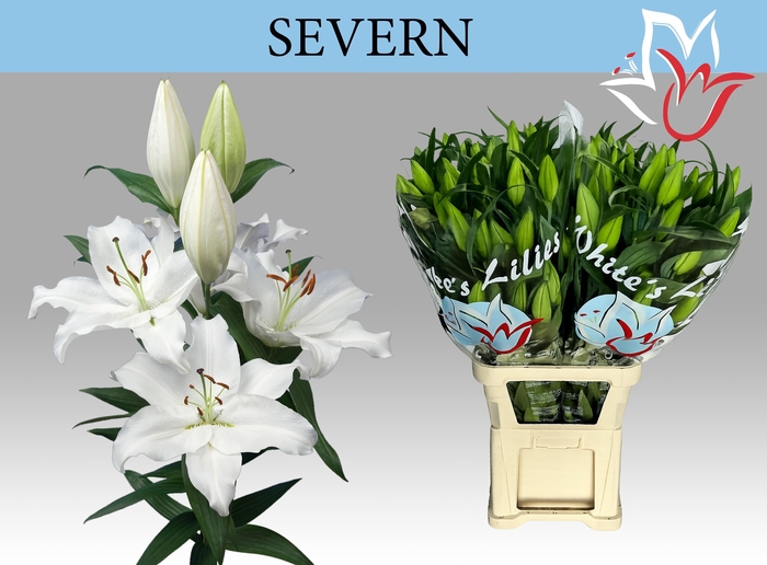 <h4>LI OR SEVERN</h4>