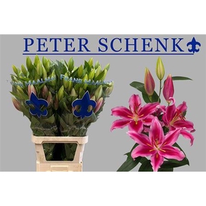 Li Or Peter Schenk