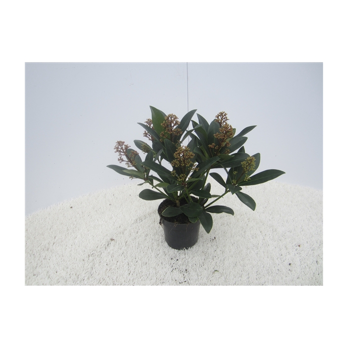 <h4>skimmia pot 11</h4>