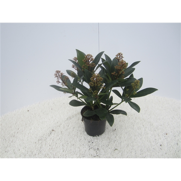 skimmia pot 11