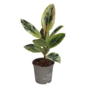 FICUS ELASTICA p14 schrijveriana