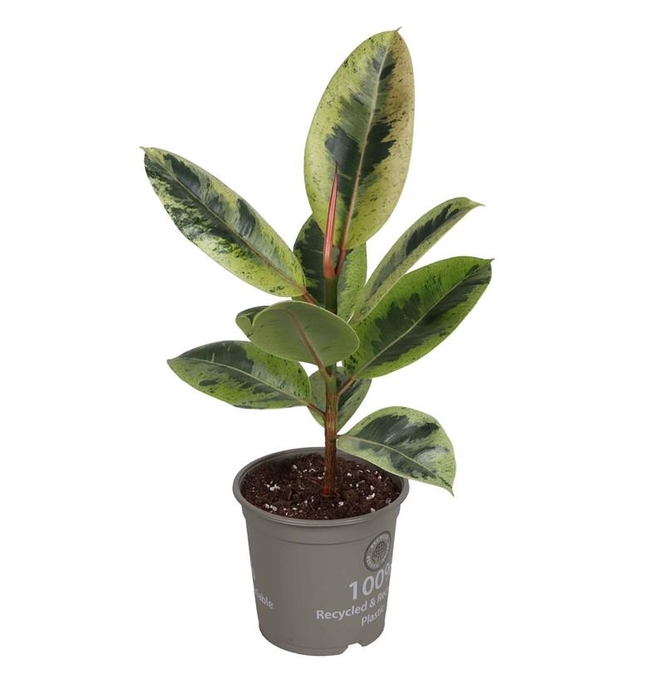 <h4>FICUS ELASTICA p14 schrijveriana</h4>