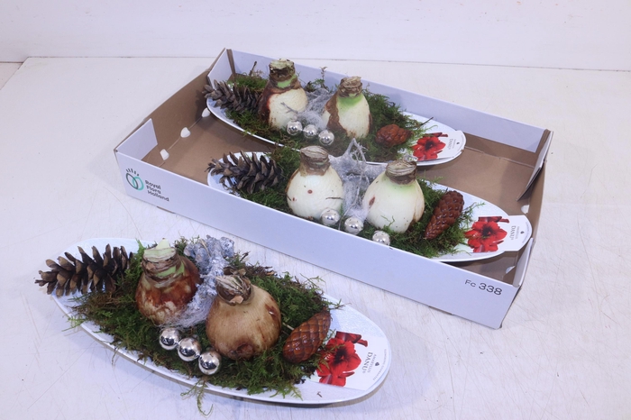 <h4>ARR HIPPEASTRUM</h4>