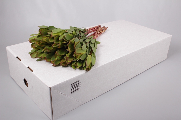 Leucadendron Laurel Yellow