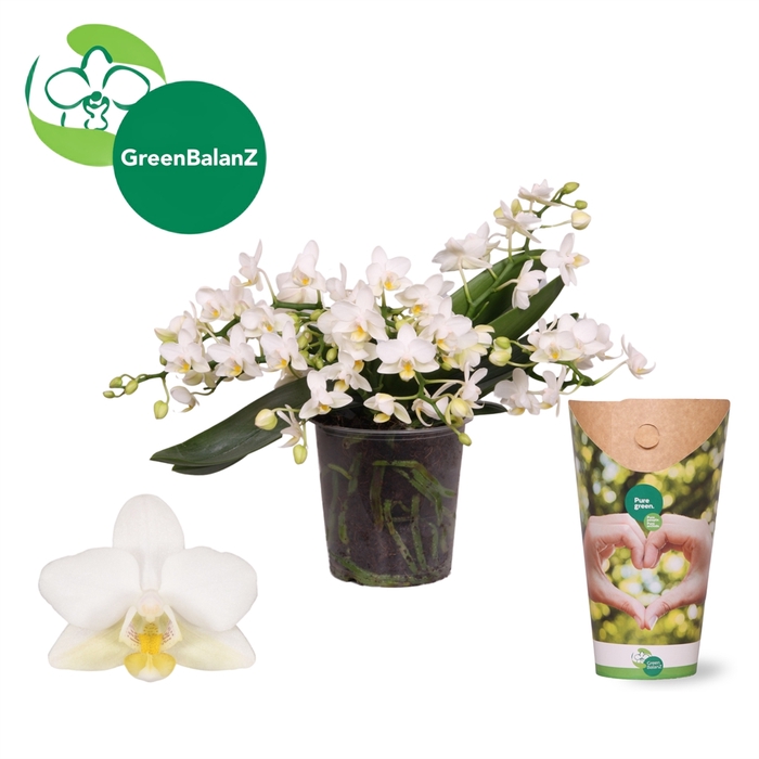 <h4>Phalaenopsis multi. 'Ant Nazare'</h4>