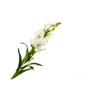 Antirrhinum White