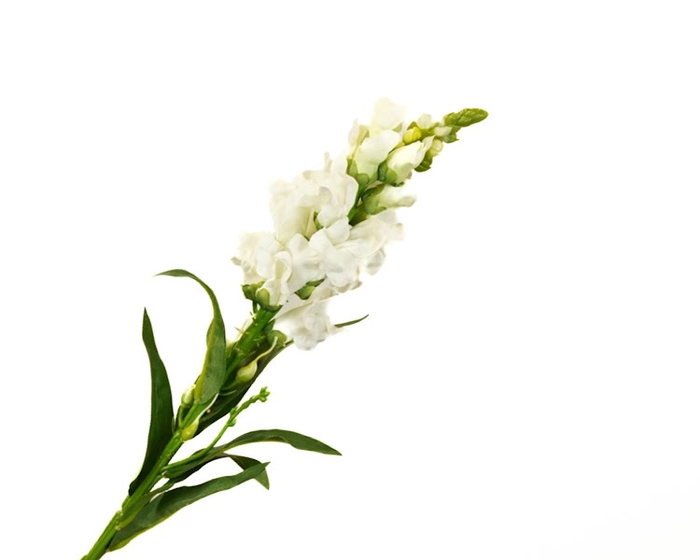 <h4>Antirrhinum White</h4>