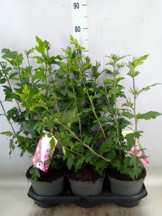<h4>Hibiscus syriacus 'Woodbridge'</h4>