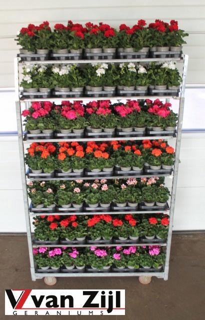 <h4>PEL ZON MIXK</h4>