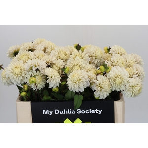 Dahlia Pencil Art Sugar