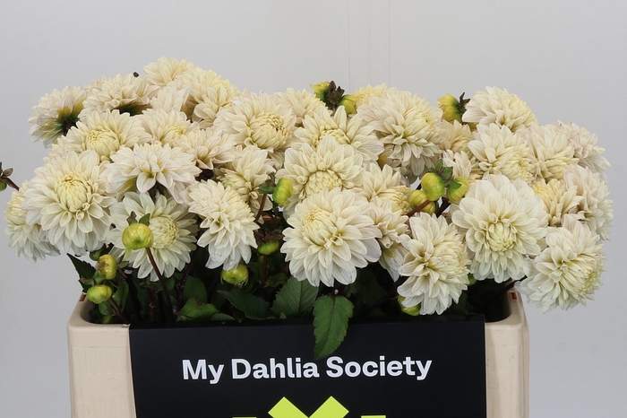 <h4>Dahlia Pencil Art Sugar</h4>
