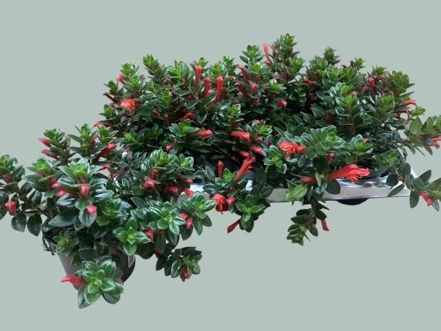 <h4>COLUMN KRAKATAU</h4>