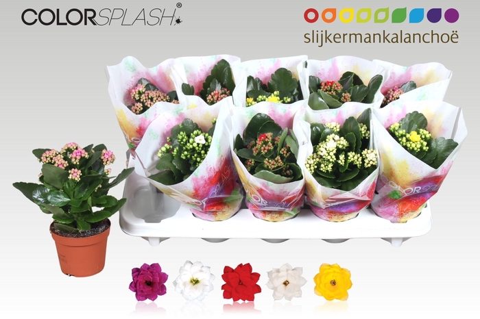 <h4>KAL GE GEM 5 KL</h4>