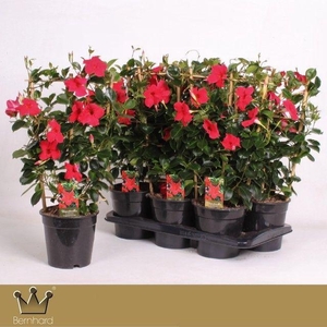 Diamantina P17 Rek Topaze Vermillion