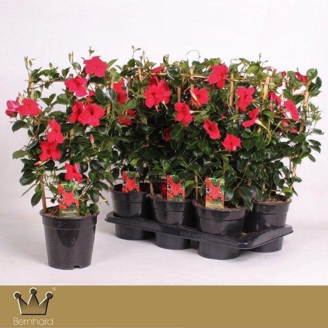 <h4>Diamantina P17 Rek Topaze Vermillion</h4>