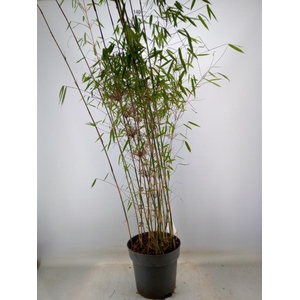 Fargesia  'Jiuzhaigou 1'