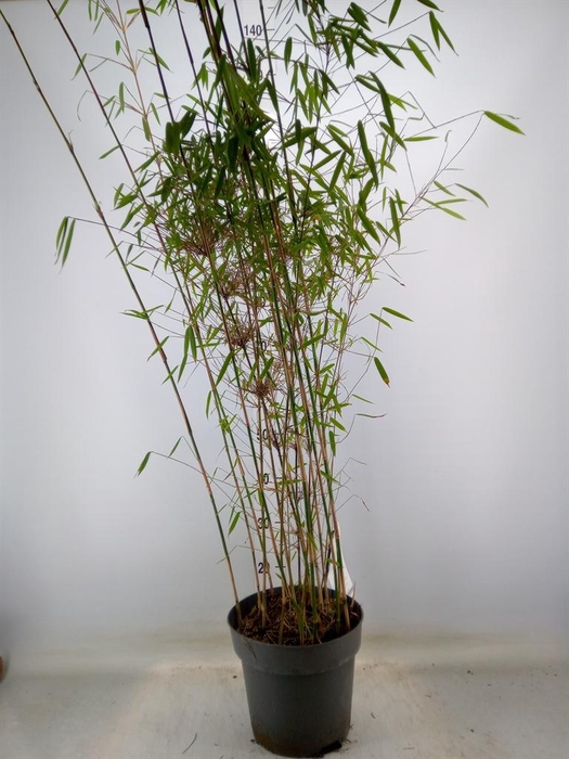 <h4>Fargesia 'Jiuzhaigou 1'</h4>