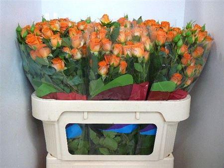 <h4>R Tr Picanto</h4>