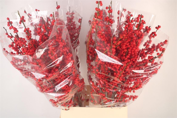 <h4>Ilex Verticilata Red Ex X5</h4>