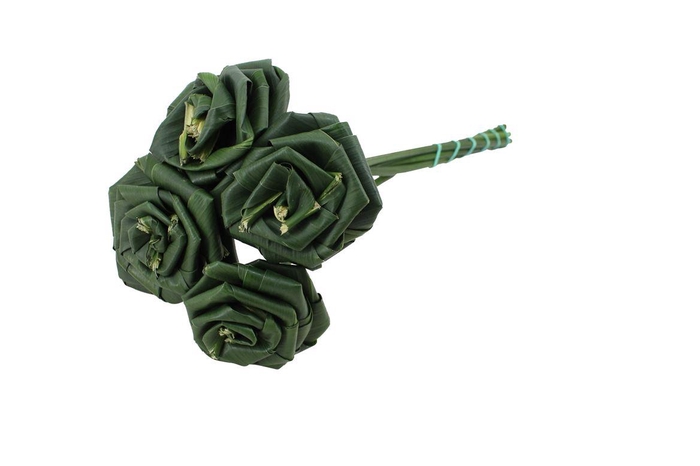 <h4>Aspidistra Rose Small Head 6cm (2x25)</h4>