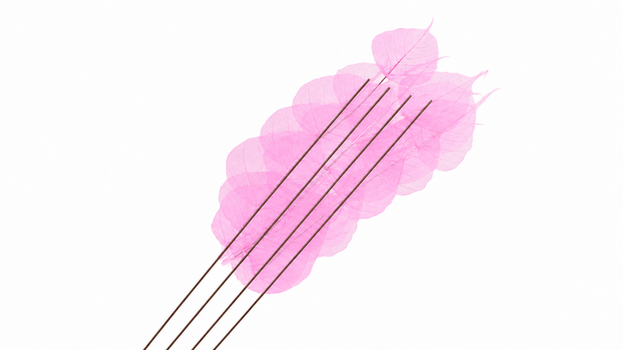 <h4>Dried Bleached Ficus Stem Pink</h4>