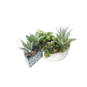 Arr.   Kamerplant Groen L%