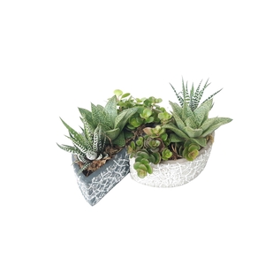 Arr.   Kamerplant Groen L%