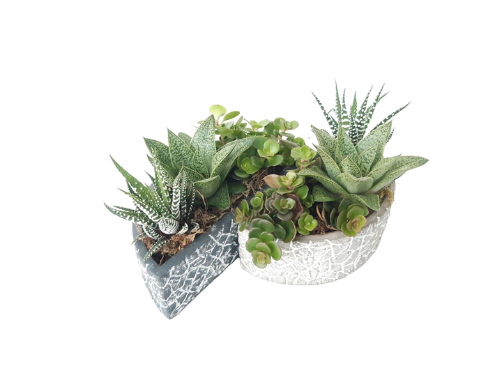 <h4>Arr. Kamerplant Groen L%</h4>