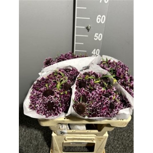 Scab At F Scoop B Purple