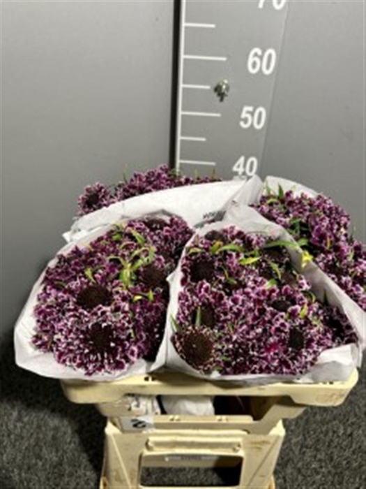 <h4>Scab At F Scoop B Purple</h4>