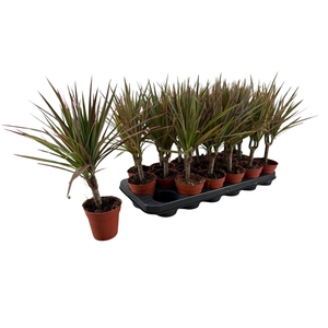 Dracaena marg. 'Bicolor'