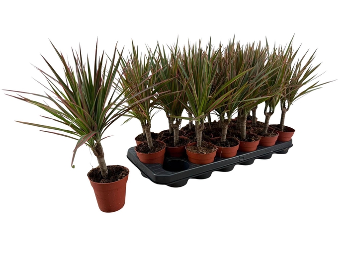 <h4>Dracaena marg. 'Bicolor'</h4>