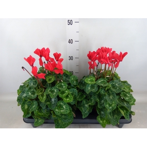 Cyclamen GR 'XL'