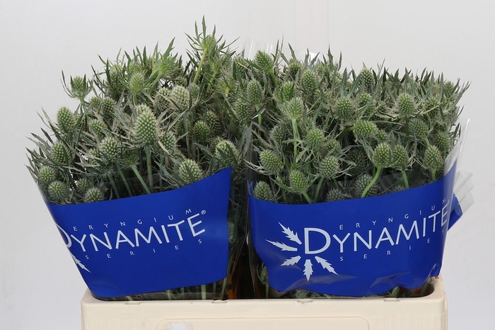 <h4>Eryngium Silver Dynamite</h4>