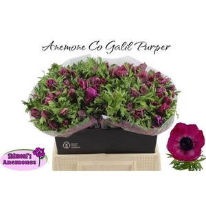 ANEM CO GALIL PURPER