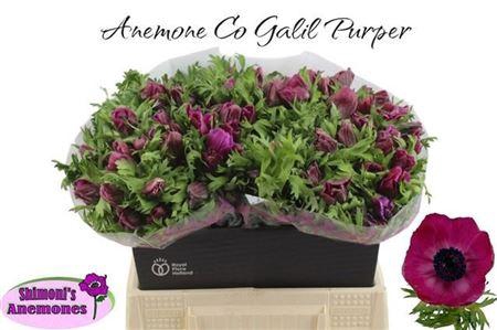 <h4>ANEM CO GALIL PURPER</h4>