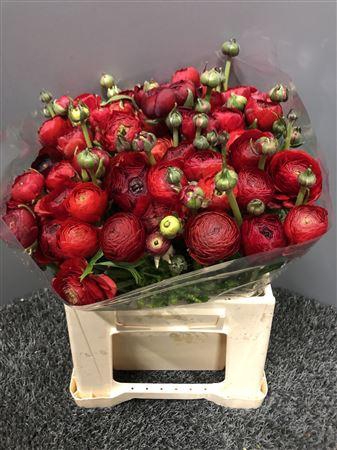 <h4>Ran Eleg Sup Red</h4>