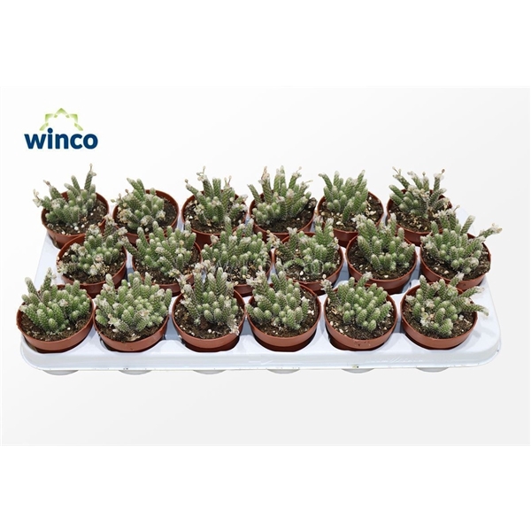 <h4>Avonia Recurvata</h4>