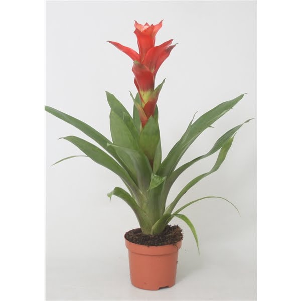 <h4>Guzmania Rouche</h4>