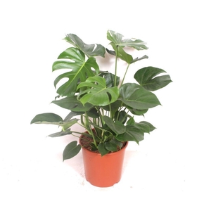 Monstera deliciosa