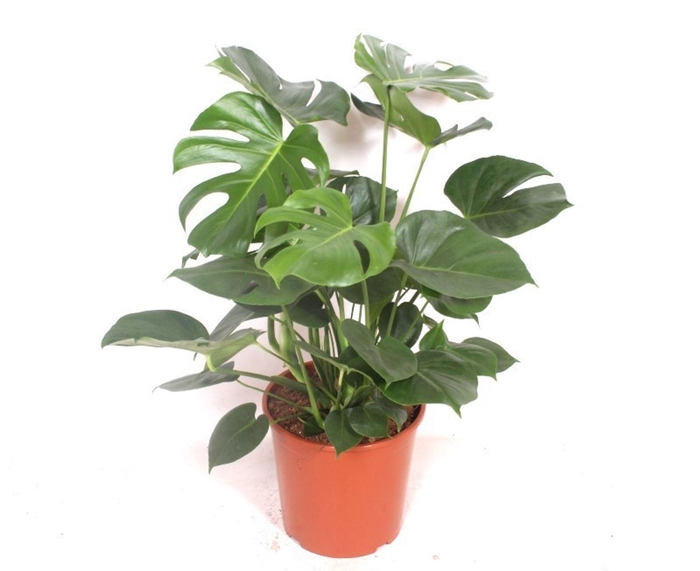 <h4>Monstera deliciosa</h4>