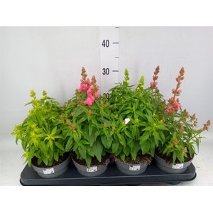 Antirrhinum majus   ...mix