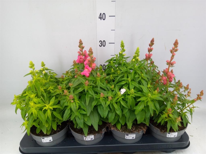 <h4>Antirrhinum majus   ...mix</h4>