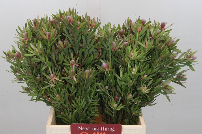 <h4>Leucadendron Ayoba Star Pearl</h4>