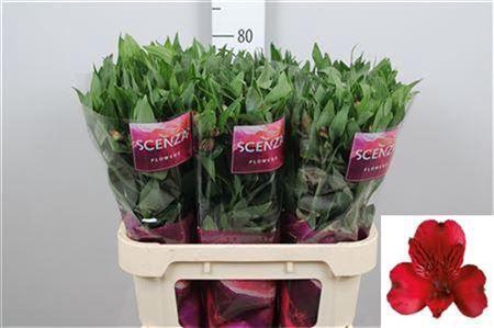 <h4>Alstroemeria  'Nadya'</h4>