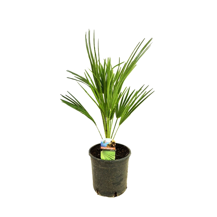 <h4>Chamaerops humilis</h4>