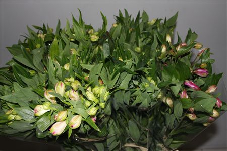<h4>Alstr Gem In Fust</h4>