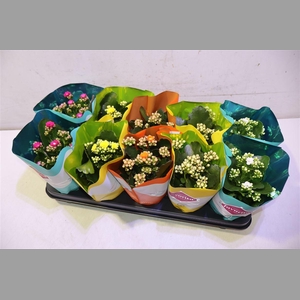 Kalanchoe Double Deluxe Mix Stadium